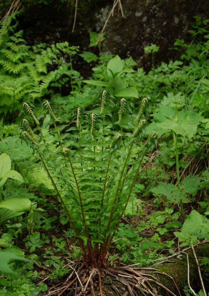 光蹄盖蕨——植物非试管高效快繁技术快繁光蹄盖蕨