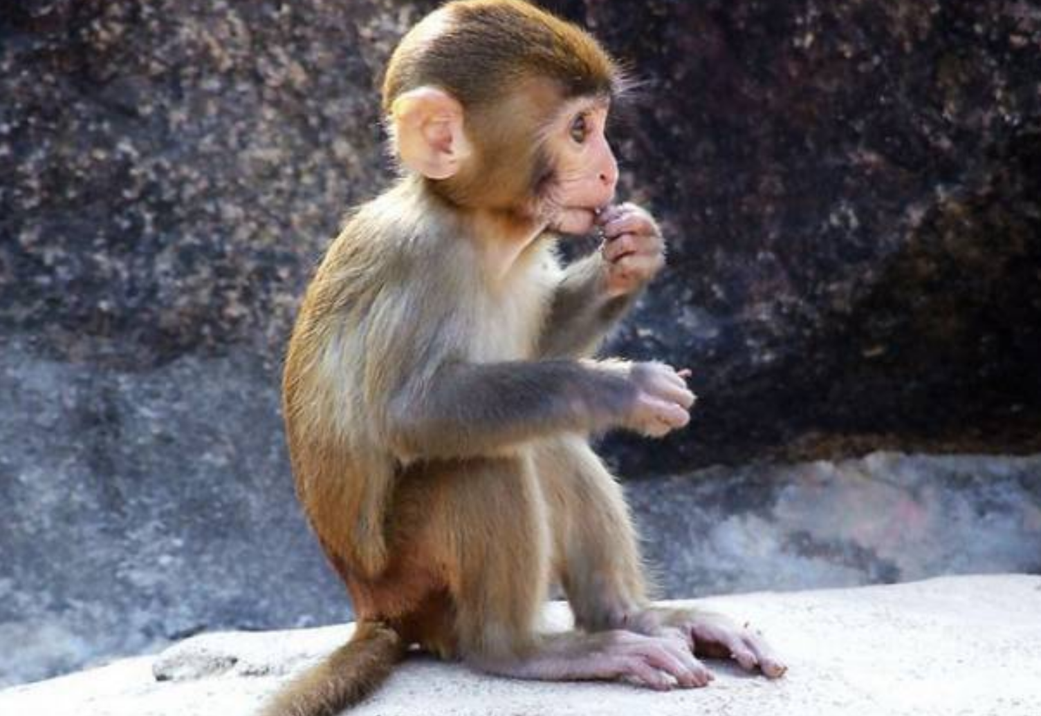 |8月上旬，属猴人牛年迎大运赚大钱，职场一路亨通顺风顺水