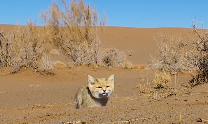 |世界上最可爱的猫，竟在沙漠称霸