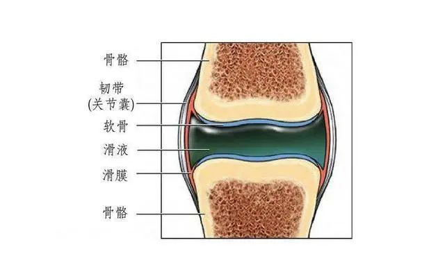 东鹤养生|膝盖痛滑膜炎？一点生姜一把葱，配合一个动作，赶走滑膜炎