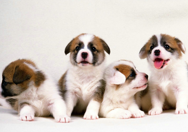 杨坤说生肖命理|追求女友没有耐心的生肖人