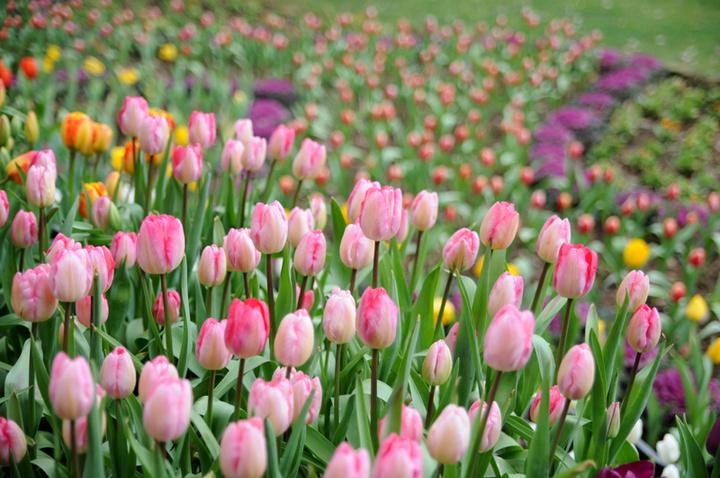 朗熹观察 武汉有名的不只是樱花，百万郁金香怒放武汉全城