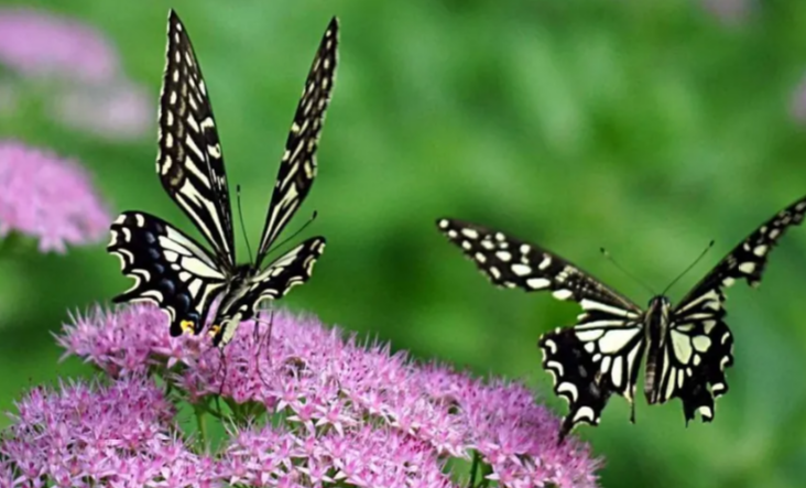 玄风八字感情|八字格局详解：两干不杂格、蝴蝶双飞格、两神成象格、棣萼联芳格