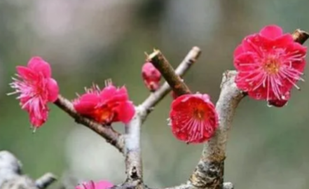 诚然情感之事|今年破财，未来几年，你运势会如何