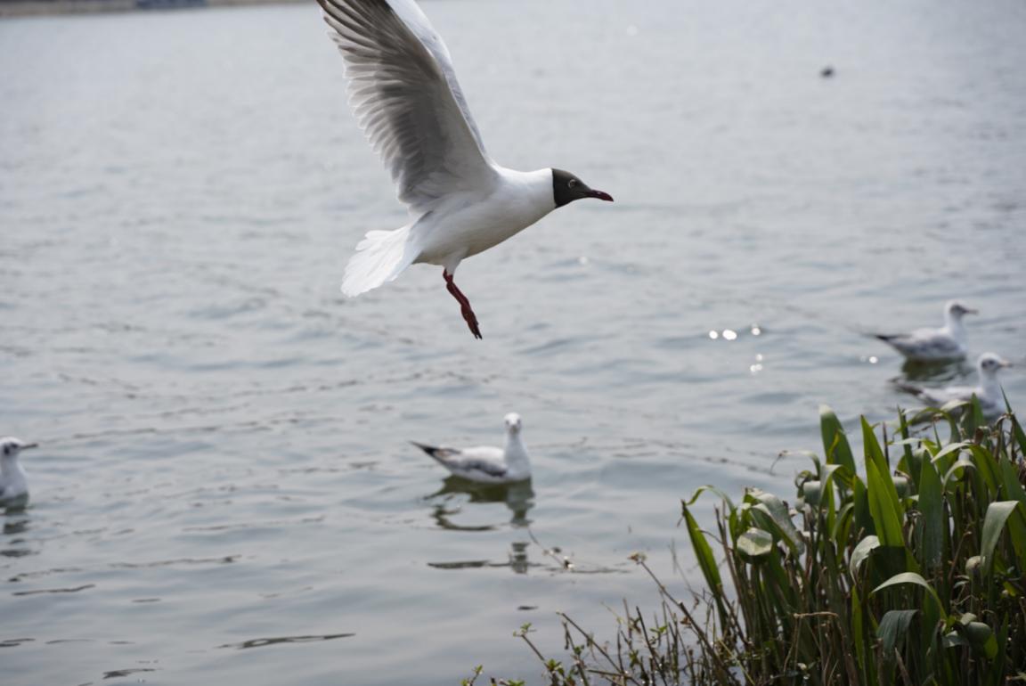 大理 大理这座大桥太火了，连《司藤》都来取景。都怪它长得太欧式！