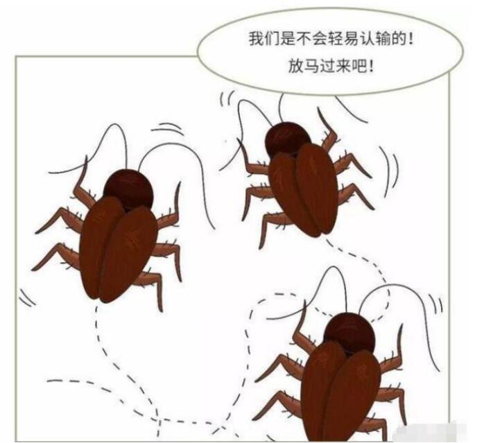爱因斯坦 蟑螂视它为祸害,家家户户经常食用,只需一块就能让小强一命呜呼