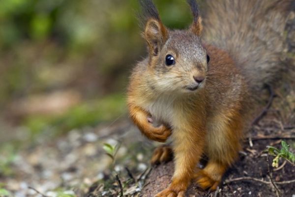 文文趣说|进入7月下旬，属鼠人迎来运势高涨，财运亨通