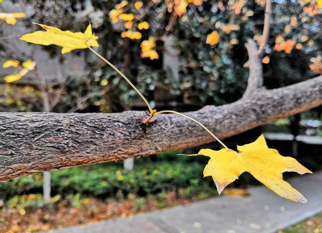 |三味药，激活四肢阳气，阳气一通，关节不痛，收藏起来
