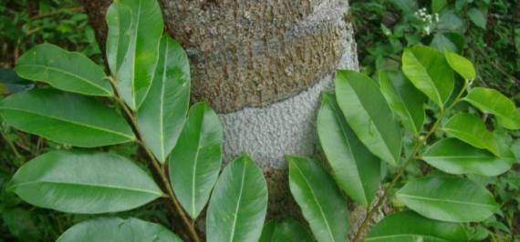  这树木极为稀少，为我国二级保护植物，从古至今为众人所推崇