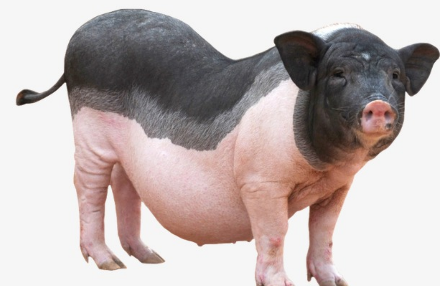 康庄大道|生肖猪牛年逢大运，遇贵人指点迷津，在职场中走出康庄大道