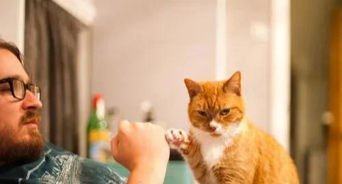 威微说|猫不会为了进食捕杀人，是因为打不过人，还是因为其他的原因？