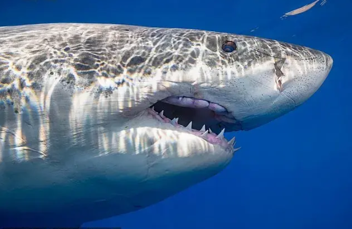 鲨鱼 制新冠疫苗要杀50万头鲨鱼？鲨鱼：我真的太难了...