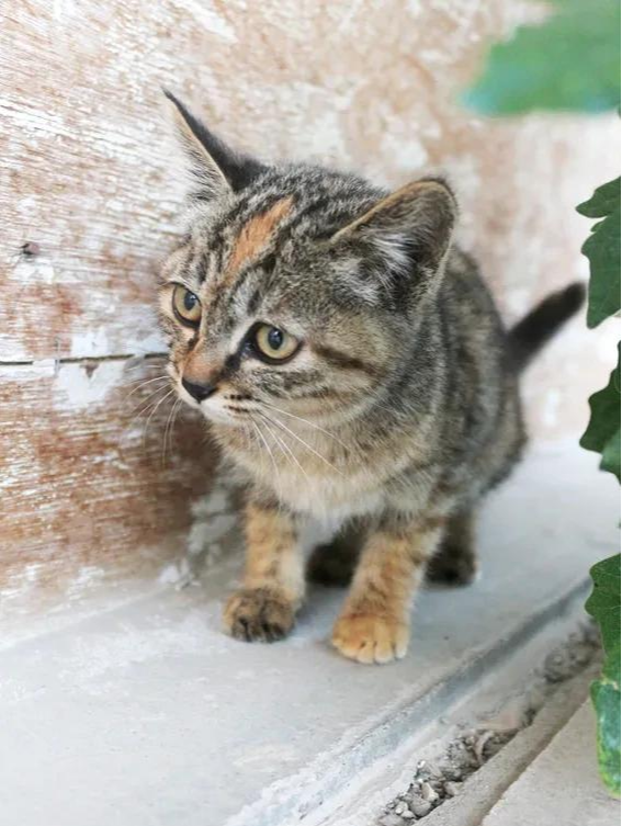 威微说|母猫生小猫了,母猫把小猫吃了是因为什么?