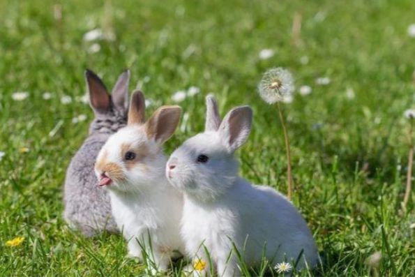 文文趣说|生肖兔:8月运势起伏,需注意自身健康