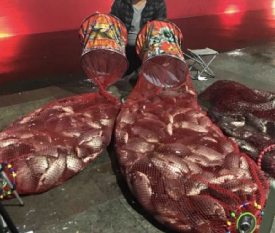 饵料|最后提醒大家：钓鱼打窝已成过去式，用这“新鲜货”，天天上鱼到手软