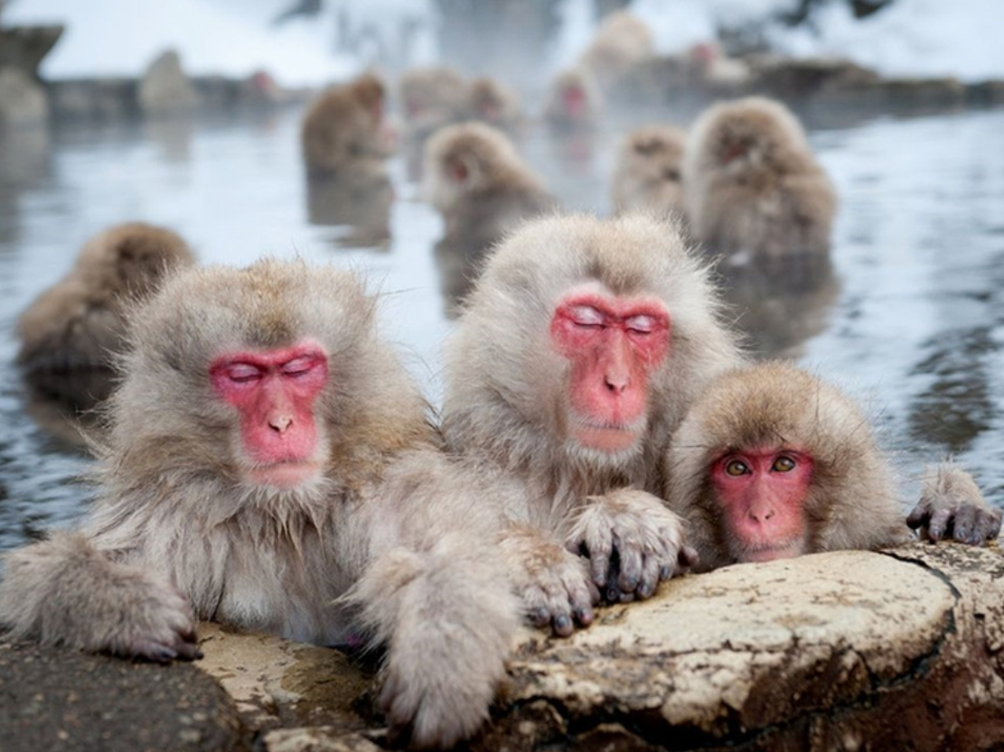 微生物 无独有偶,动物界的世界里同性恋们真稀奇