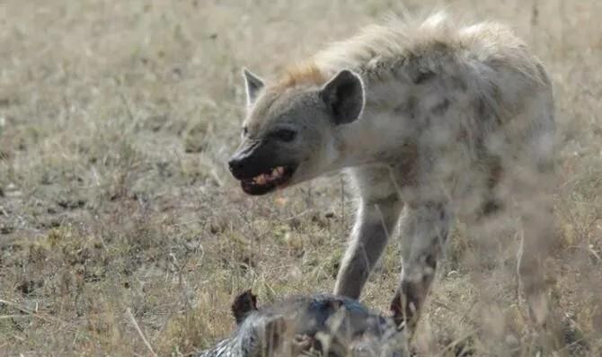 土星 75亿人类瞬间消失，地球会发生什么巨变？