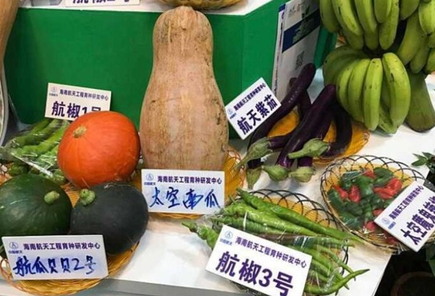 太空育种 为何每次神舟升天都携带种子？背后市场庞大，太空育种有优势