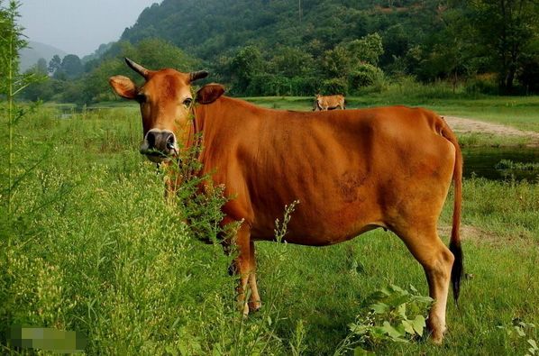 惊艳我年少时光|生肖牛：发生翻天覆地的变化，之前的苦都变成了甜，风光无限