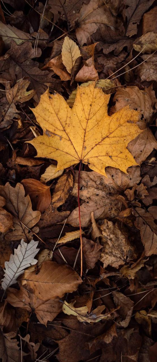 董卿|来自央视的顶级文案
