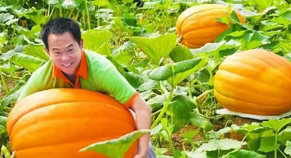 太空育种 为何每次神舟升天都携带种子？背后市场庞大，太空育种有优势