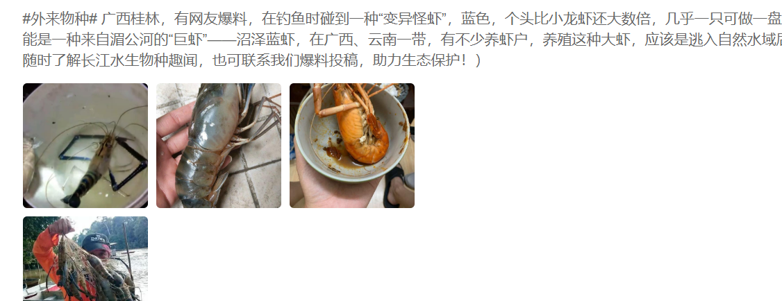 广西|广西桂林，河道中出现“变异大虾”，钓鱼人：一只能做一盘菜