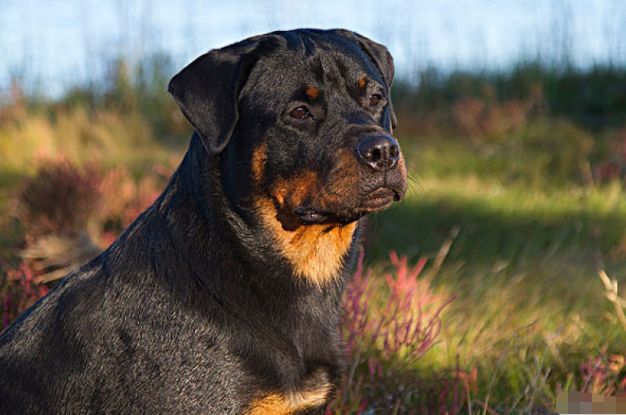 微笑都是一天|属狗人:七月三喜临门福从天降,家有属狗的走运了