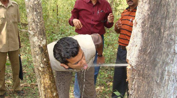 猴面包树 它在非洲“能吃能喝还能住人”，引进我国后，画风就变了