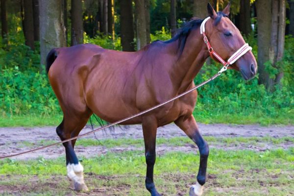 文文趣说|生肖属马人,七月底有贵人助运,横财连连