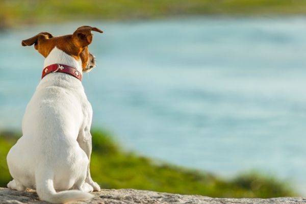 文文趣说|生肖属狗人,在7月上旬财气亨通,好运不断