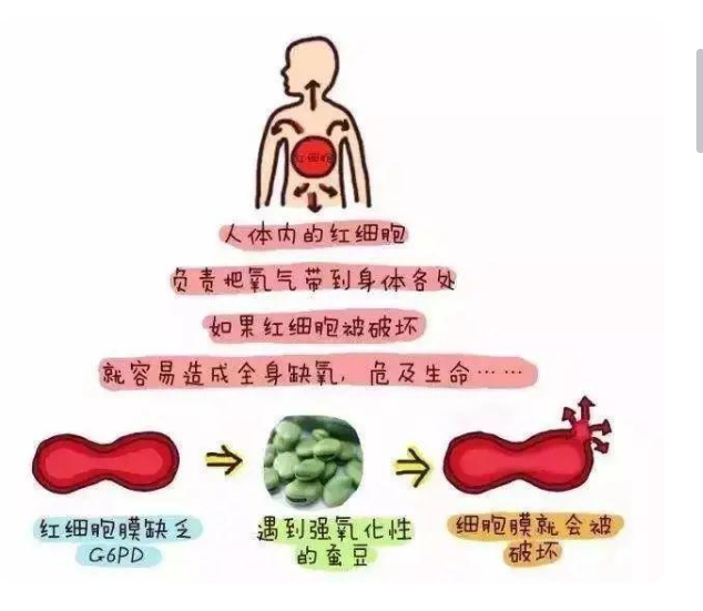 育儿百事通 一颗小小的蚕豆，6岁孩子被送进ICU，险些丧命！
