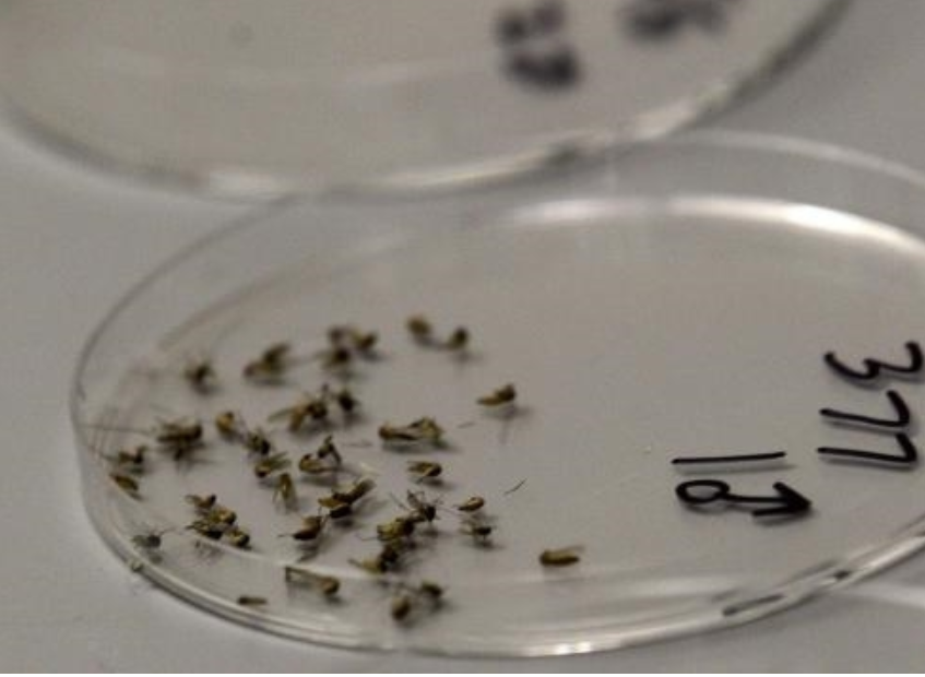 微生物 10 种转基因动物，有的还能发光，真是奇妙