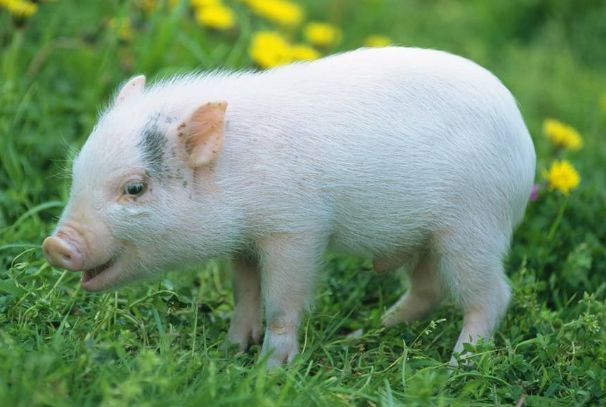 惊艳我年少时光|生肖猪：靠着自己的努力厚积薄发，运气会越来越旺，赚钱方式增多