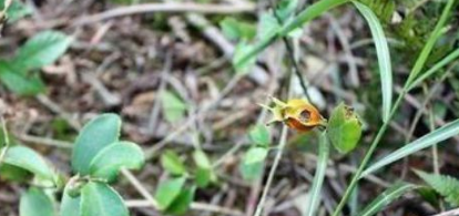 排便|农村称“肺之果”，晒干可以泡茶，你们有见过吗？