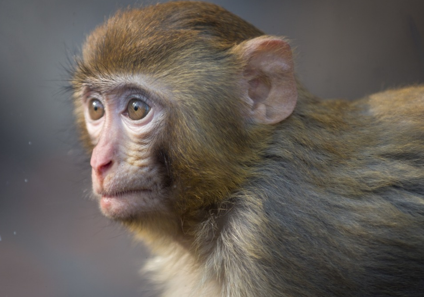 |8月上旬，属猴人牛年迎大运赚大钱，职场一路亨通顺风顺水