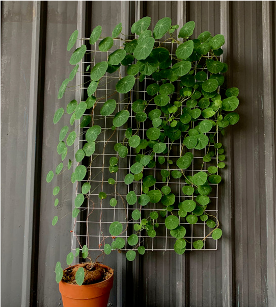 山乌龟,遇到她,你的植物杀手称号,从此终结