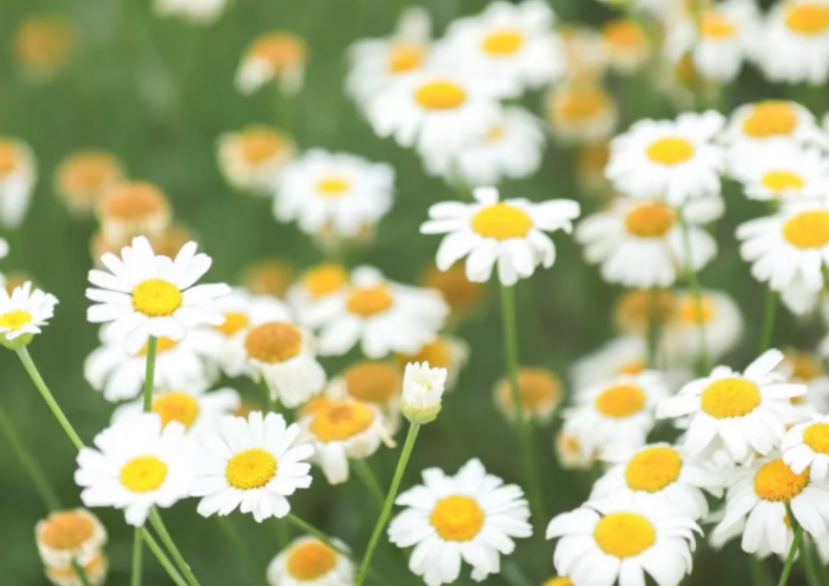 诚然命理|枭神夺食的八字