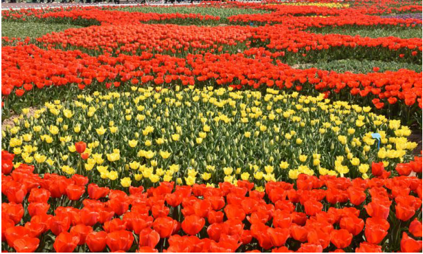 小姐姐|这三个生肖最聪明的女人，懂得控制情绪，身边不乏高尚的人