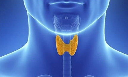 医线天|常吃萝卜对甲状腺不好?医生:不想甲状腺“报废”,3物白送也不要