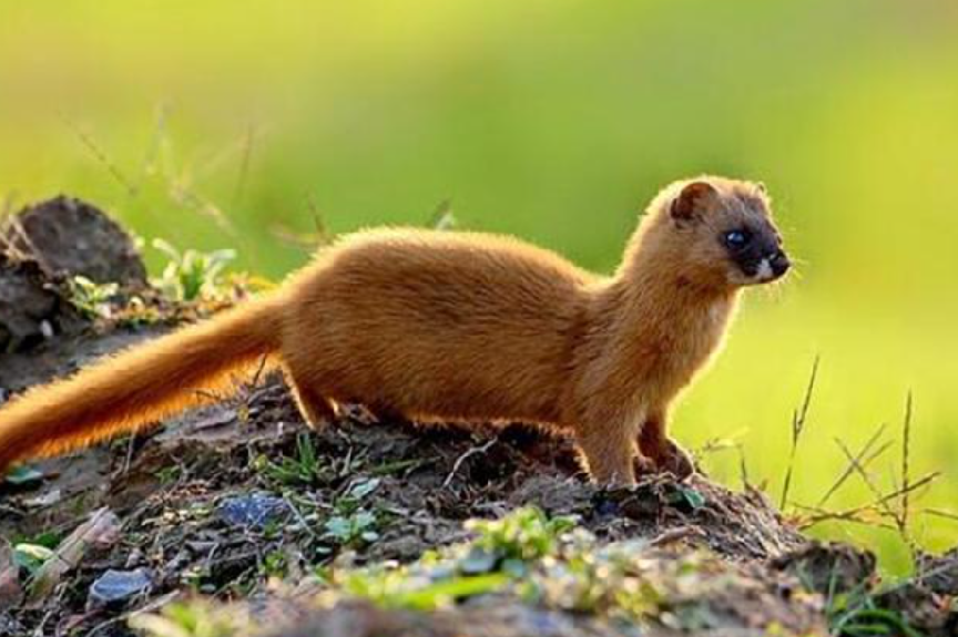 黄鼠狼 古人称“黄鼠狼不能杀”，并非迷信，专家：有科学依据