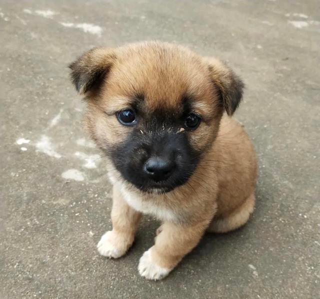 威微说|如何正确地挑选一条土狗?