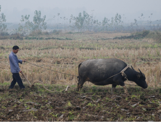 小然说奇闻|为何出现那么多的抛荒耕地，这些原因很重要，需要得到解决