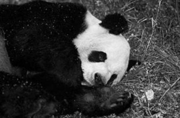 晓君侃史 老农因羊被熊猫攻击一怒杀死国宝，70斤肉卖了4800元，他结局如何