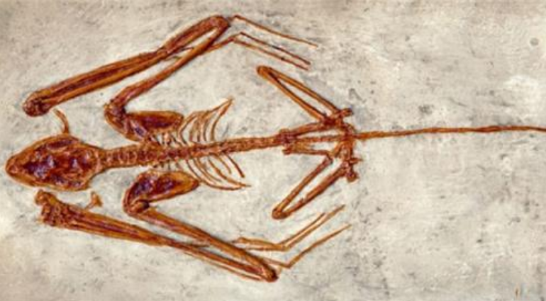 蝙蝠的始祖是谁？考古学家发现1.25亿年前化石，让人胆战心惊