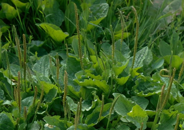 小王vlog|路边常见的野草，居然是治病的良药，很多人却不认识它