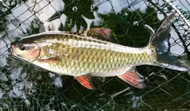 |长相像草鱼，常在山区深潭里，少见程度媲美军鱼