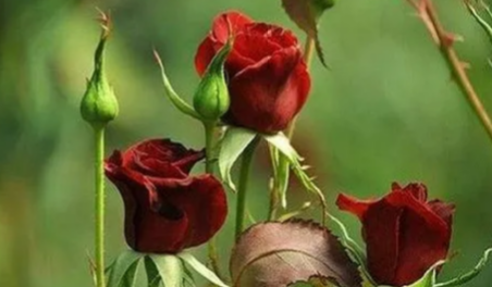 诚然情感之事|性子不好,能力很强,的八字命格