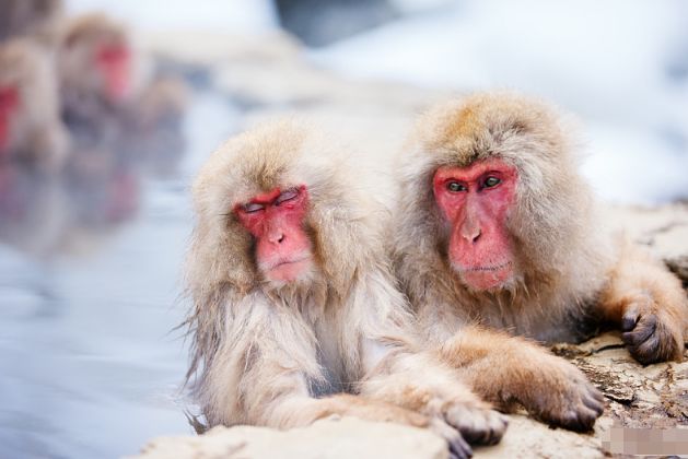 文文趣说|生肖属猴人,七月横财连发,运势一飞冲天