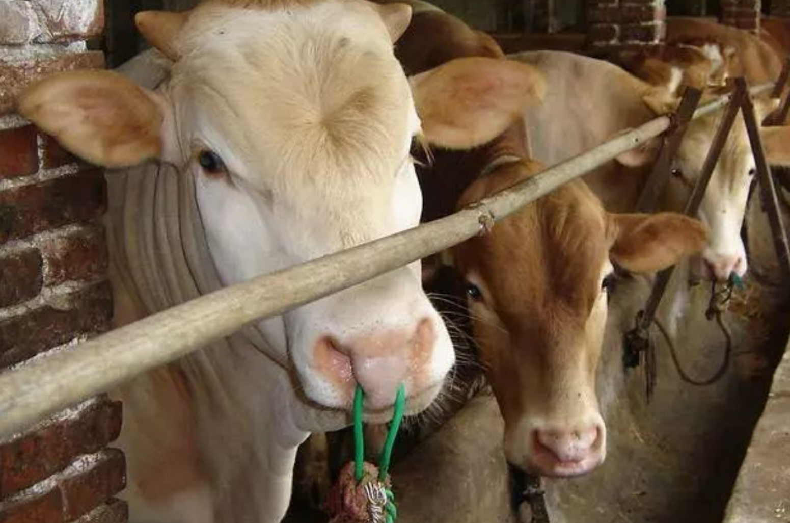 属牛|11月上旬属牛人财运暴涨，遇贵人提携一二，事业扶摇直上