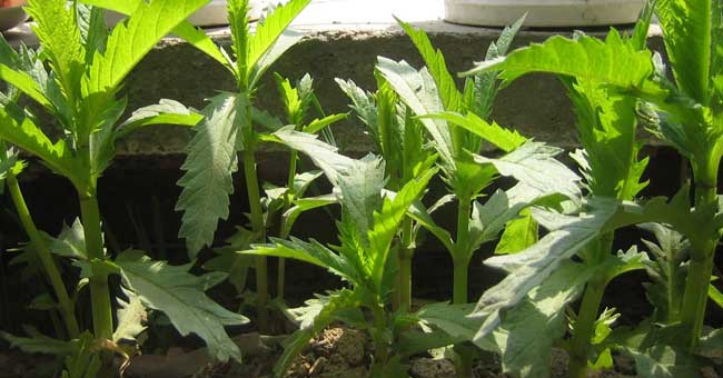 |药用价值太高？农民都不愿意卖？只愿意留给自己的子孙？